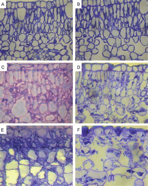Feuilles bulleuses et mollusques microscopiques