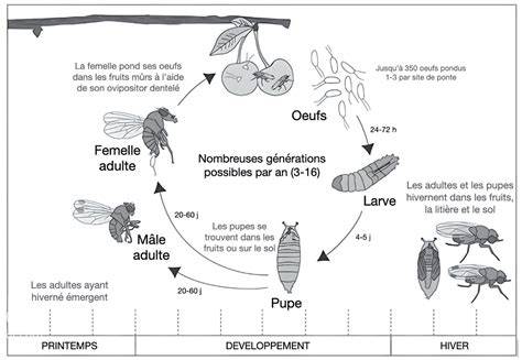 diagramme cycle vie drosophila suzukii