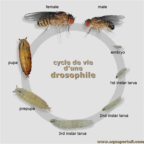 schéma identification drosophile suzukii