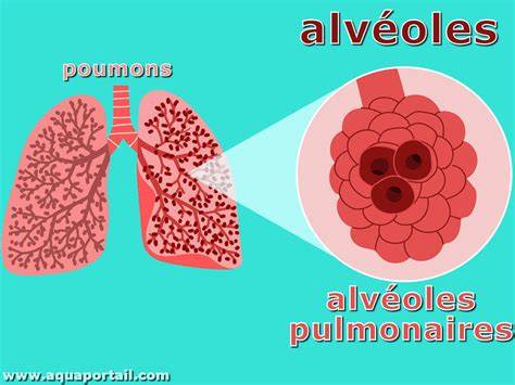 explication alvéoles et lame lisse