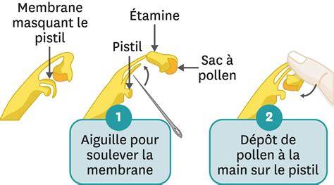 schéma des étapes de pollinisation manuelle de la vanille
