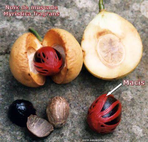 muscade et macis explication image